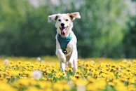 A joyful French Bulldog mid-leap in a vibrant park filled with blooming flowers.