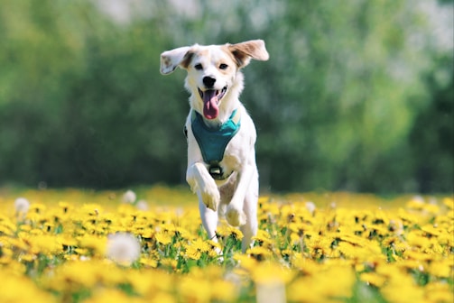 A joyful portrait of a playful dog surrounded by wildflowers, painted with warm tones.