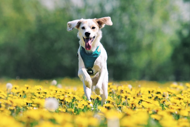 A joyful dog with a wagging tail playing in a sunlit park surrounded by colorful flowers.