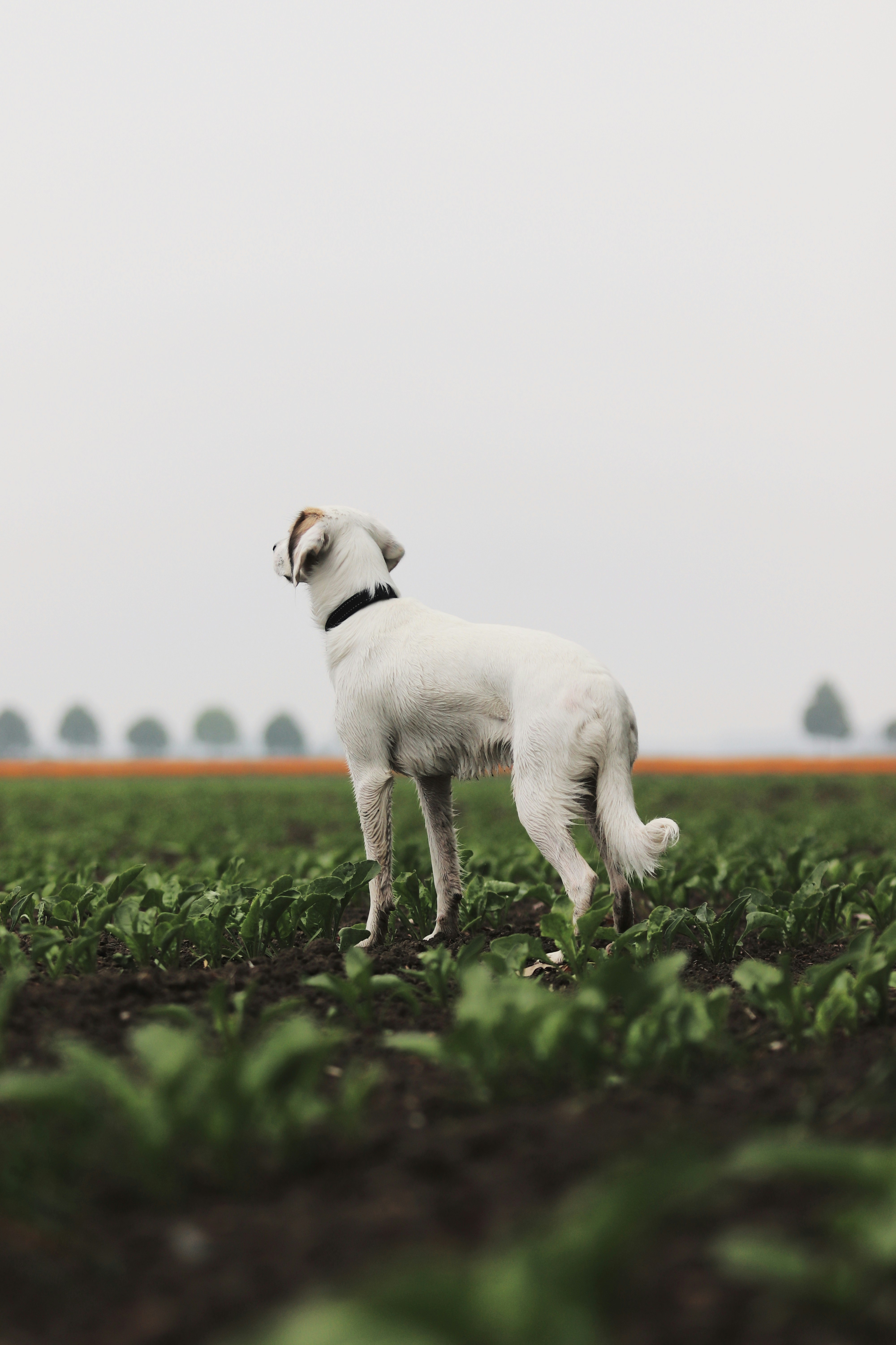 Why Dogs Eat Grass & Earth: Understanding Your Pet's Puzzling Habits