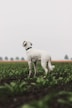 a small white dog standing in the middle of a field