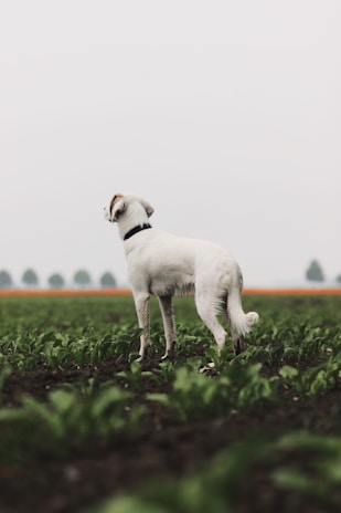 a small white dog standing in the middle of a field