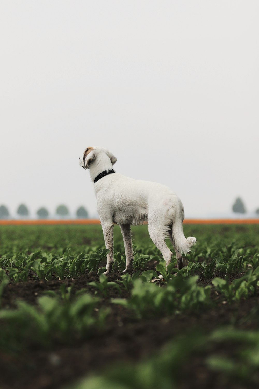 a small white dog standing in the middle of a field