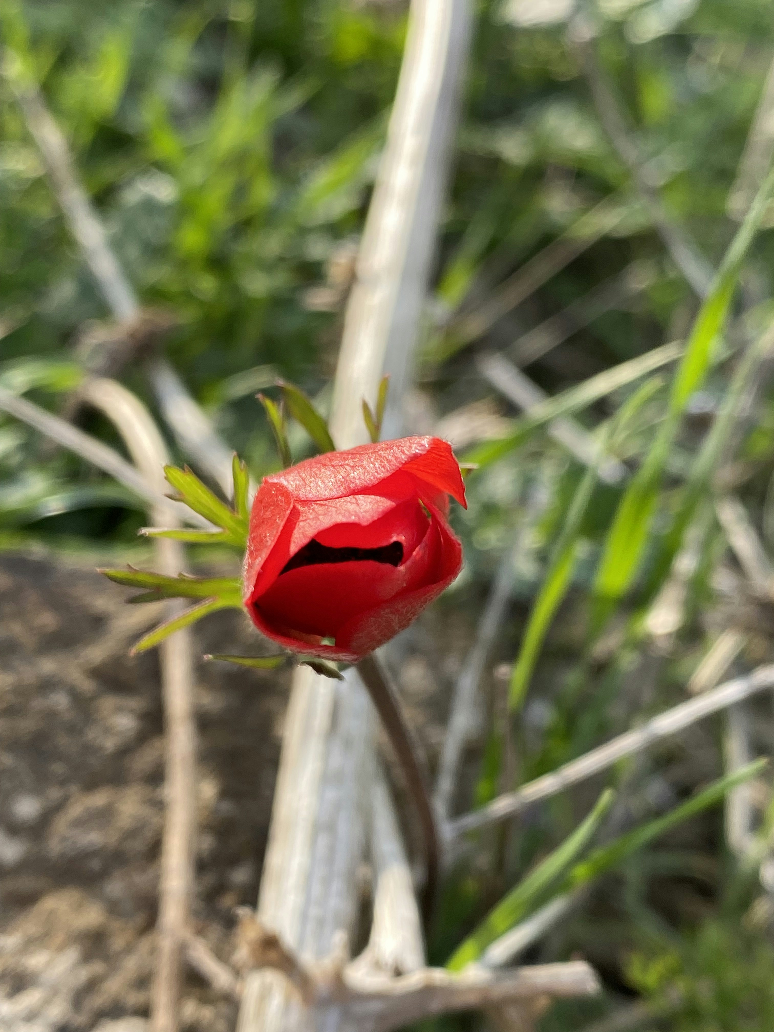 Une fleur rouge avec un contour noir dessus photo – Image gratuite de Fleur  sur Unsplash, image size:3000x4000
