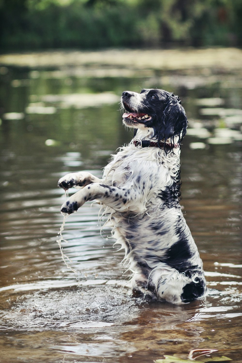 a black and white dog jumping into a body of water