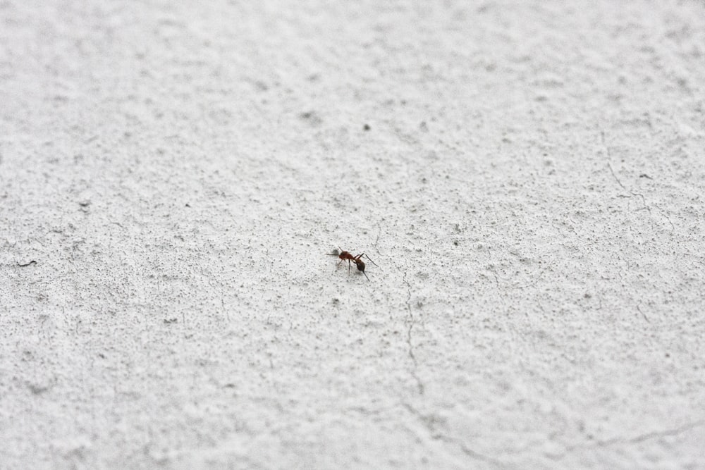 a small bug crawling on a white surface