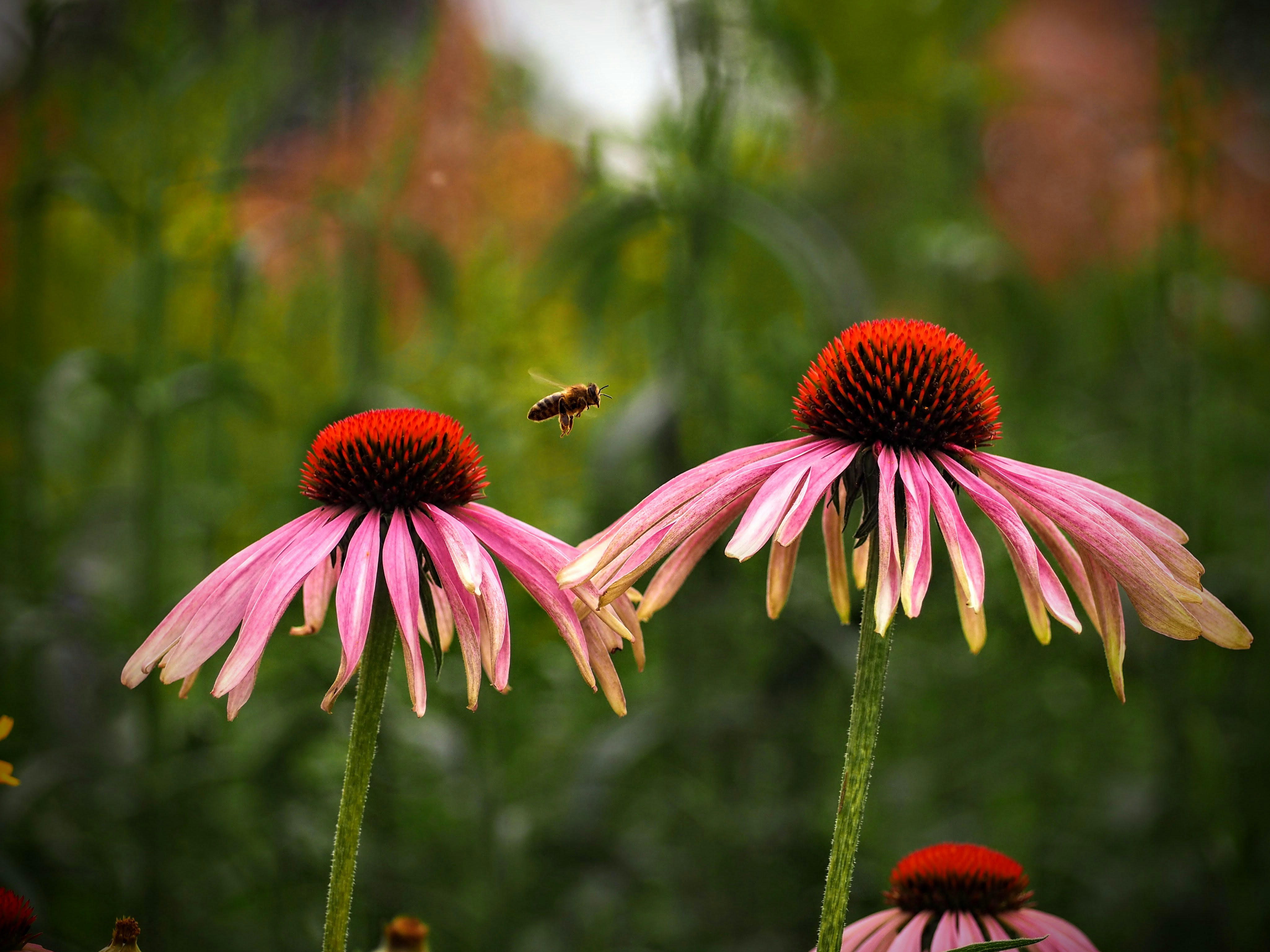 Photo by benji_da_vinci