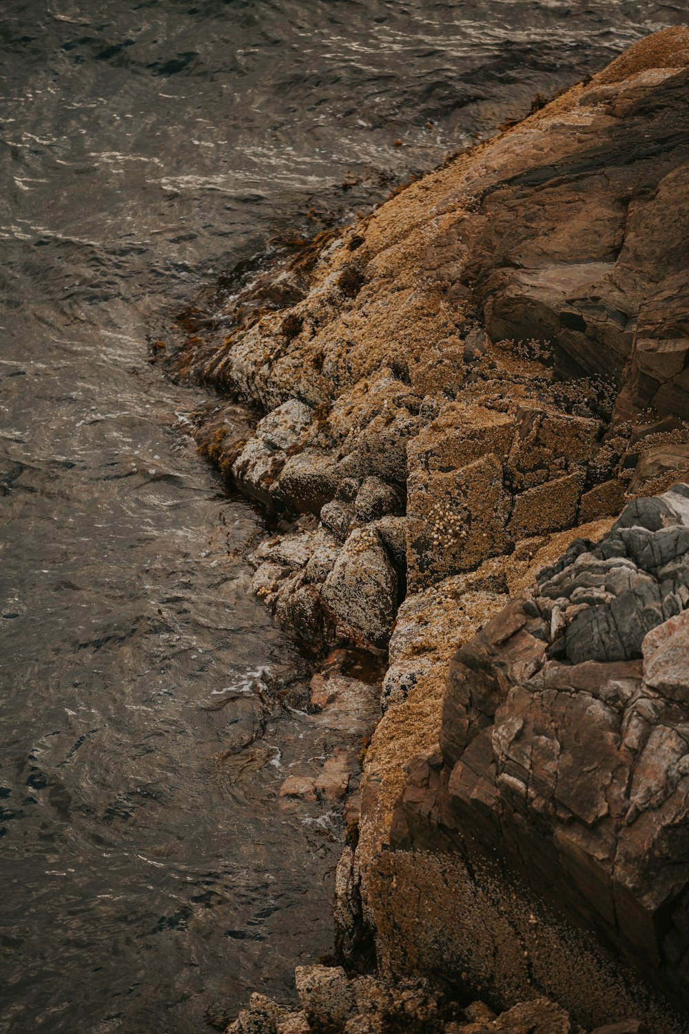 a bird sitting on a rock next to the ocean