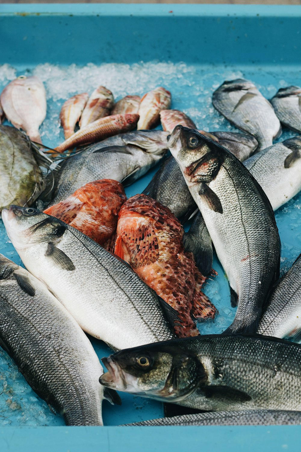 a bunch of fish that are on a table