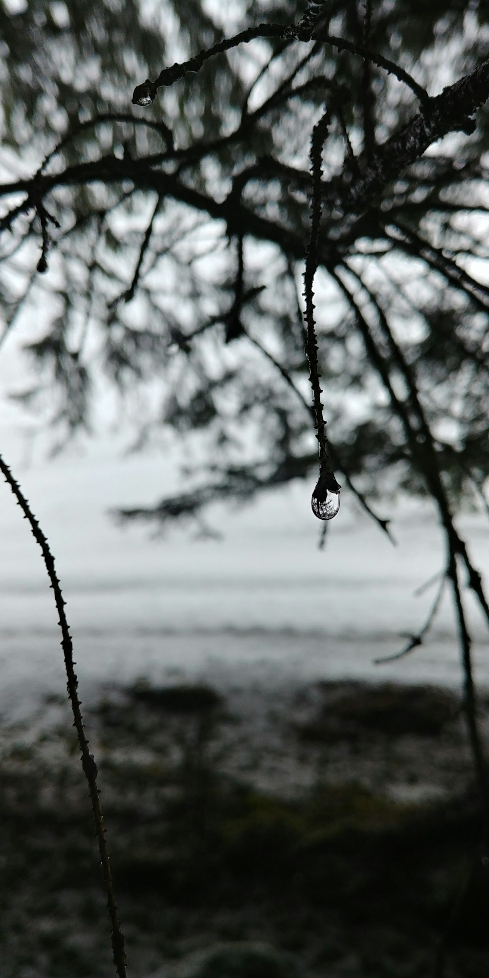 a drop of water hanging from a tree branch