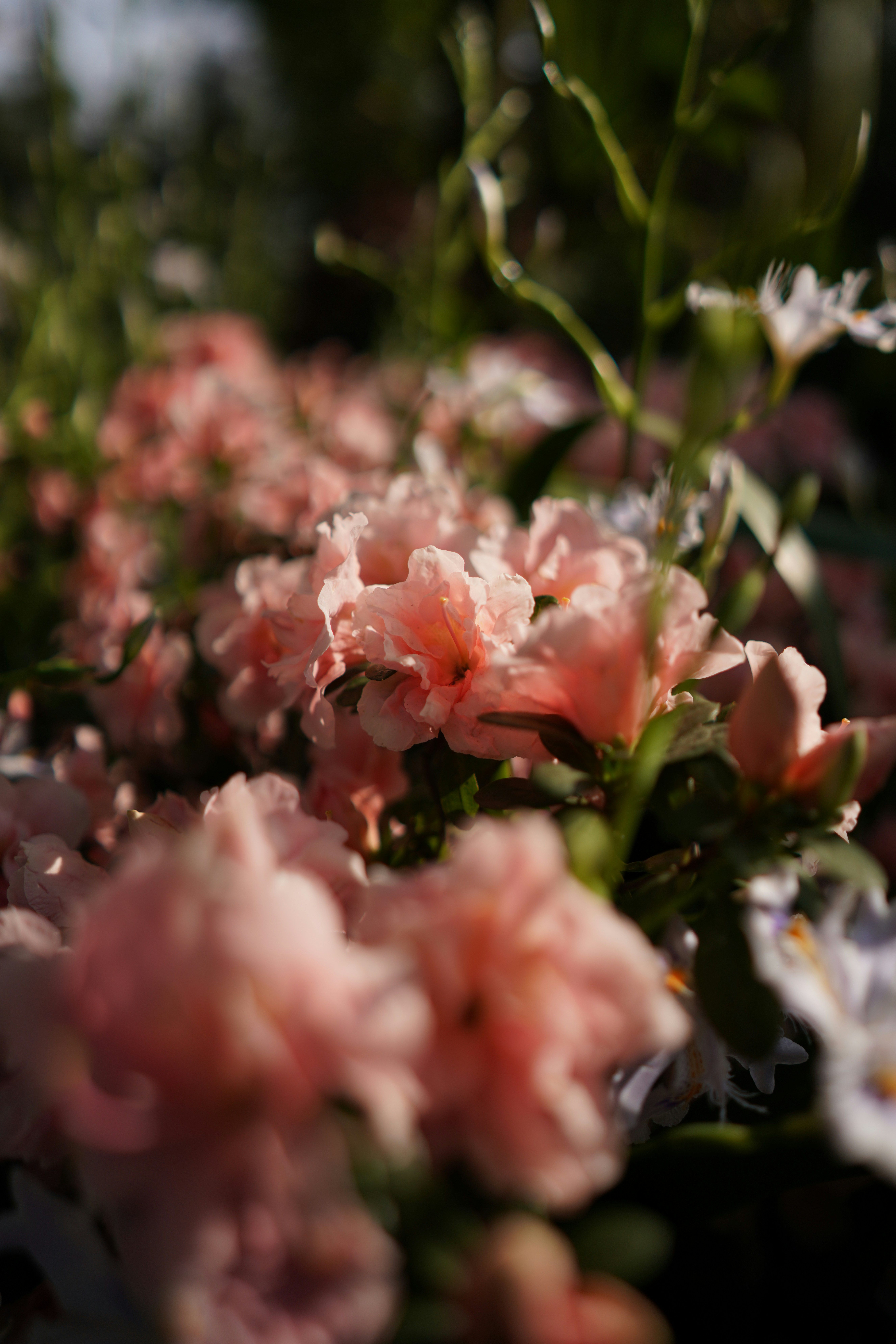 草の中にある花の束