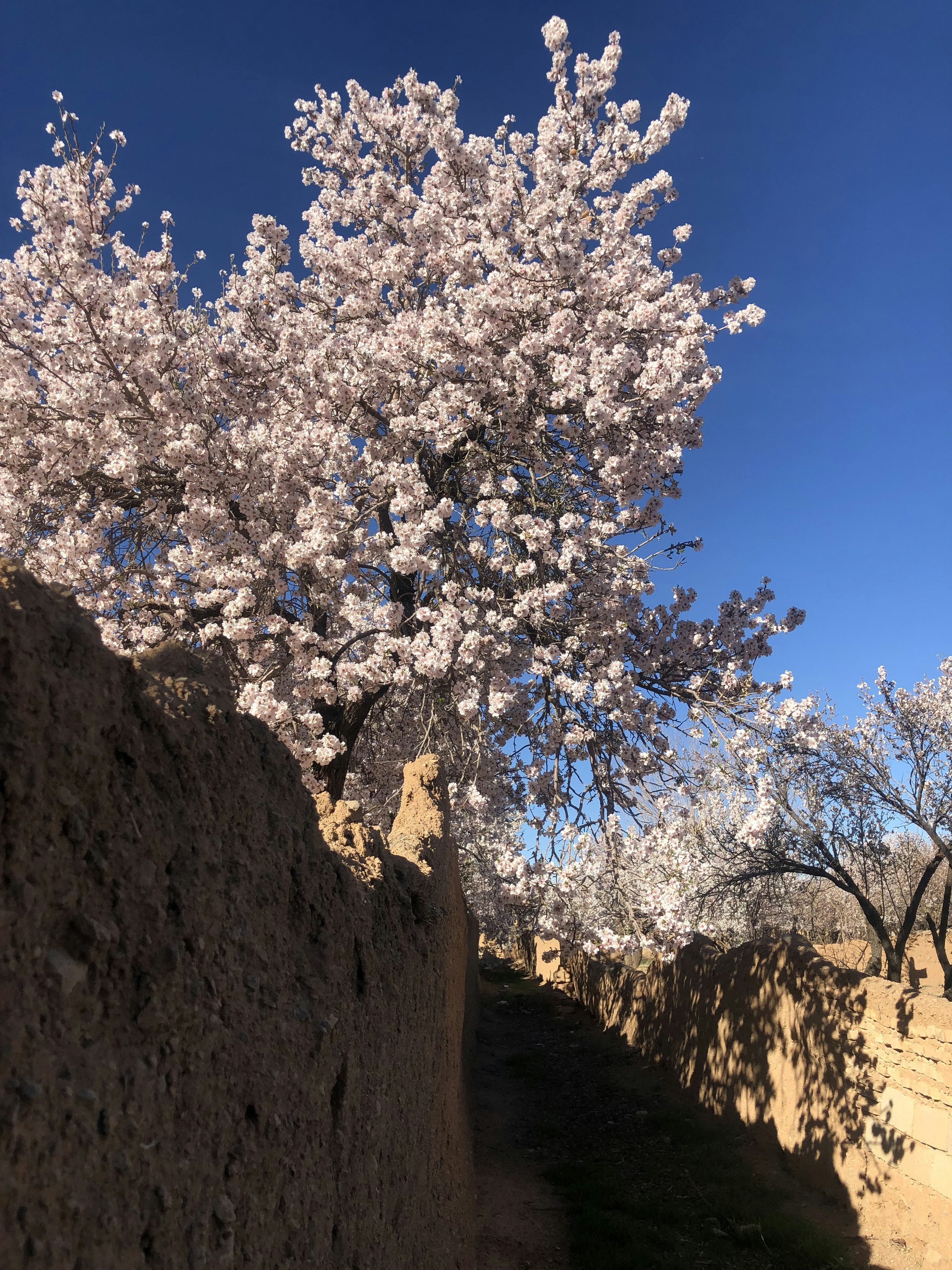 a tree in bloom next to a stone wall