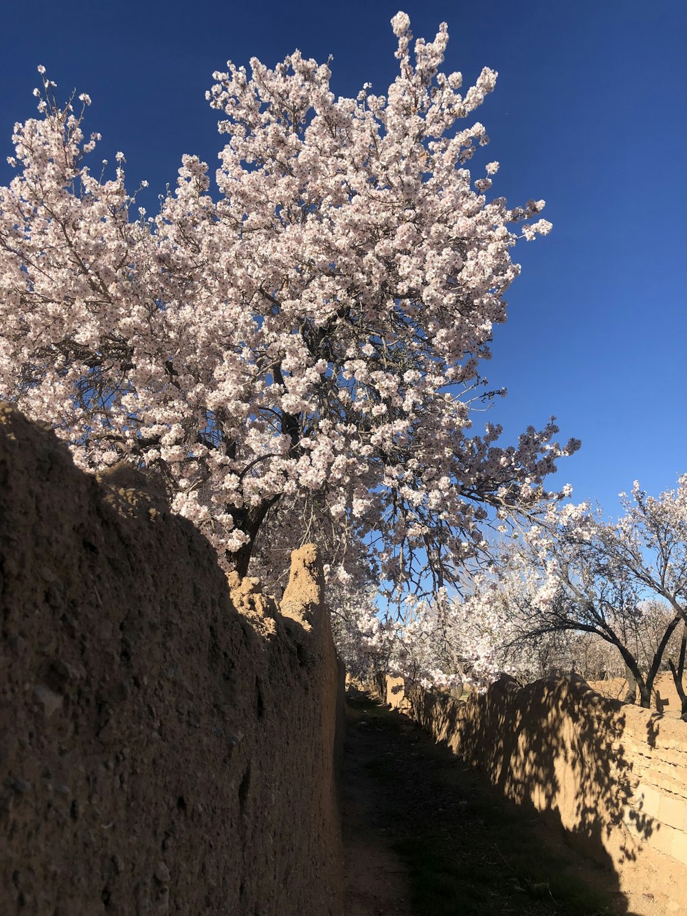 a tree in bloom next to a stone wall