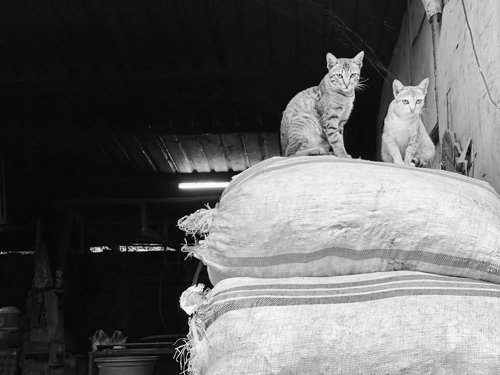 Zwei Katzen sitzen auf einem Sack