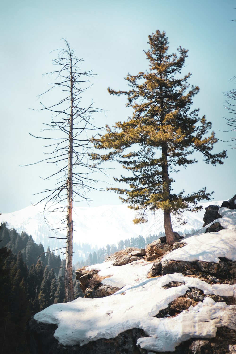 a couple of tall trees sitting on top of a snow covered hillside