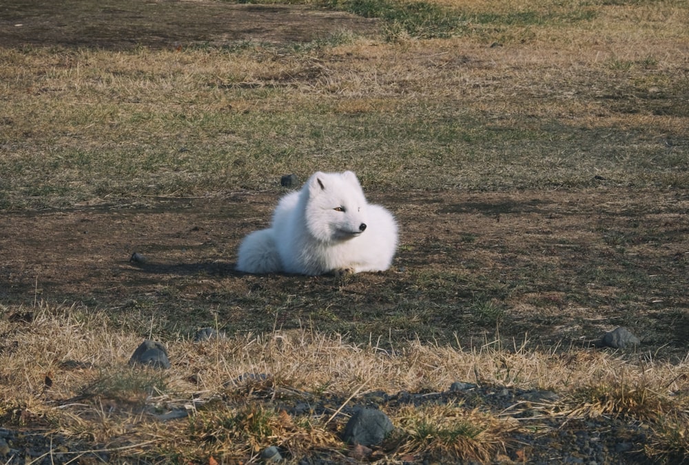a white dog laying on top of a grass covered field
