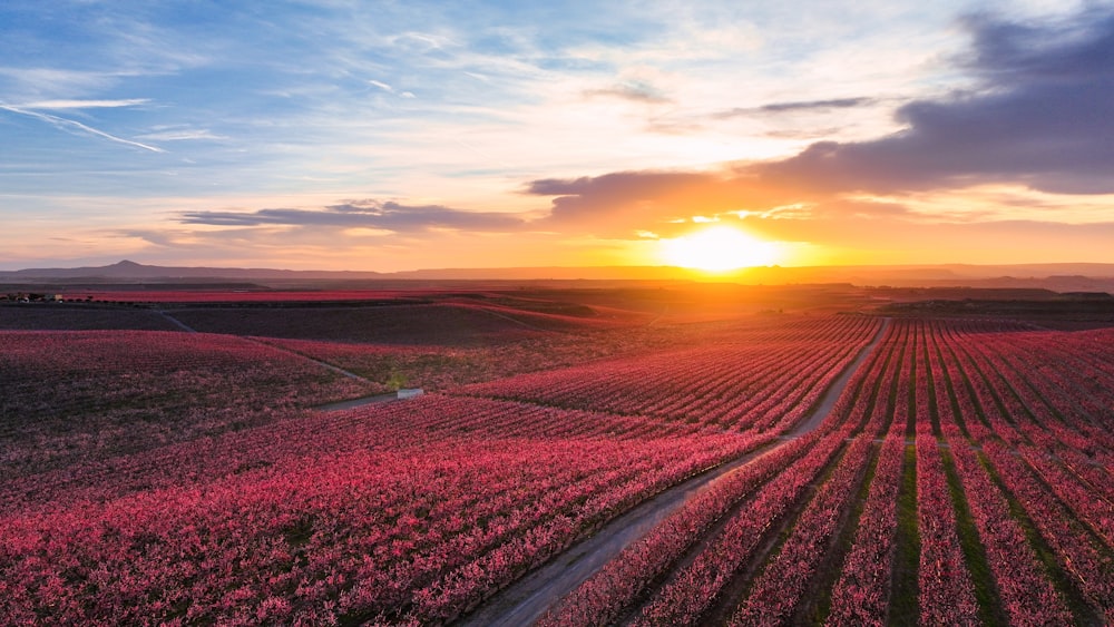 the sun is setting over a field of flowers