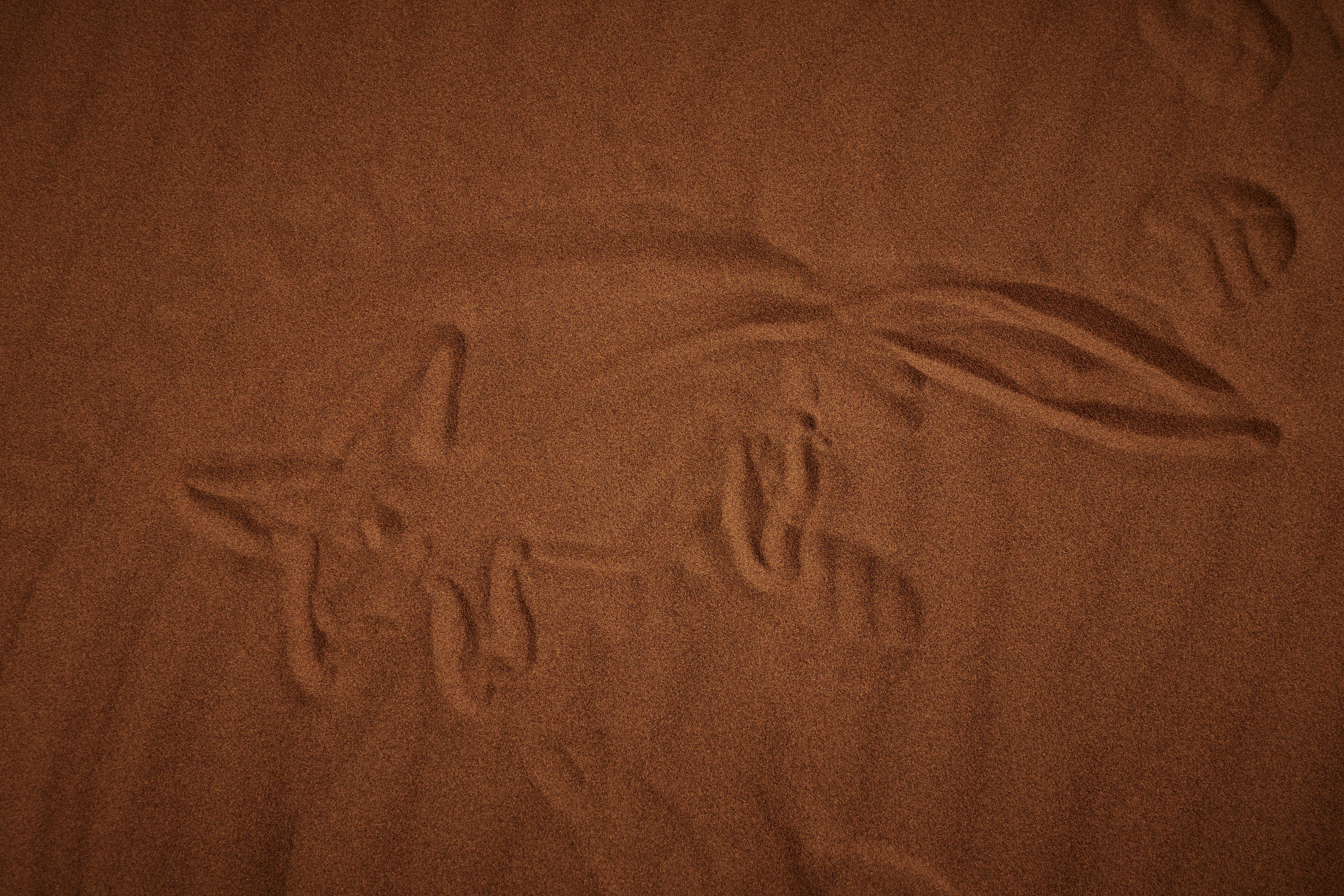 Fennec drawing in sand