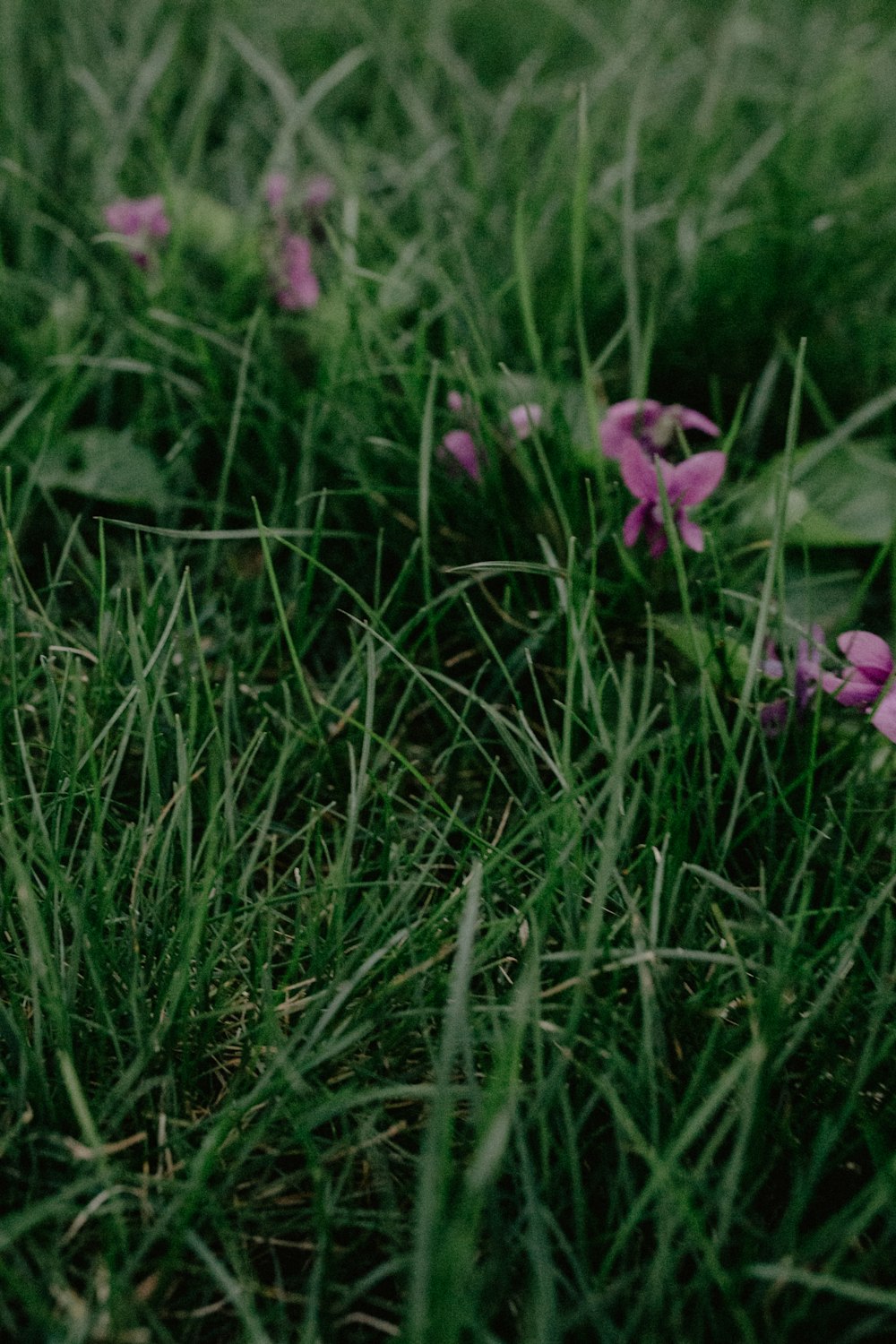 a bunch of flowers that are in the grass