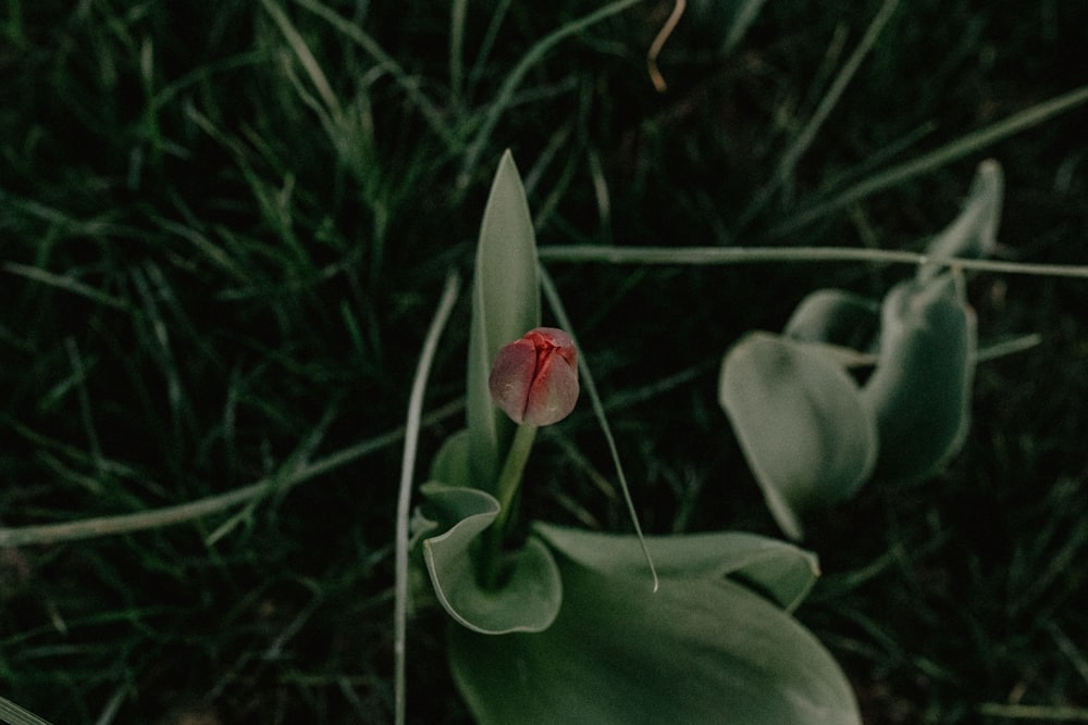 a single red flower sitting on top of a lush green field