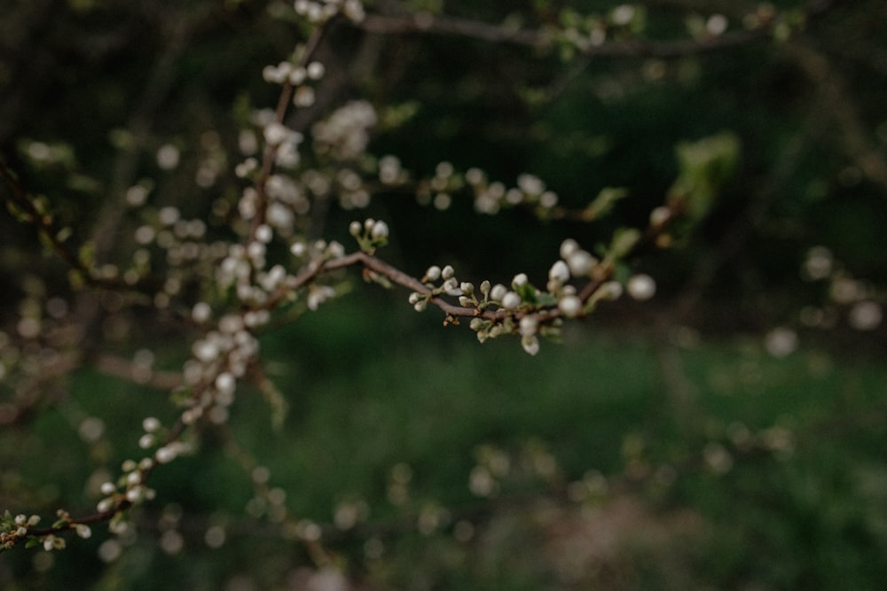 a close up of a tree with white flowers