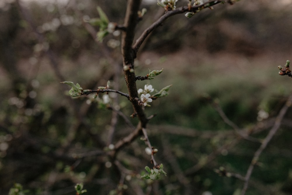 a branch with small white flowers in a field