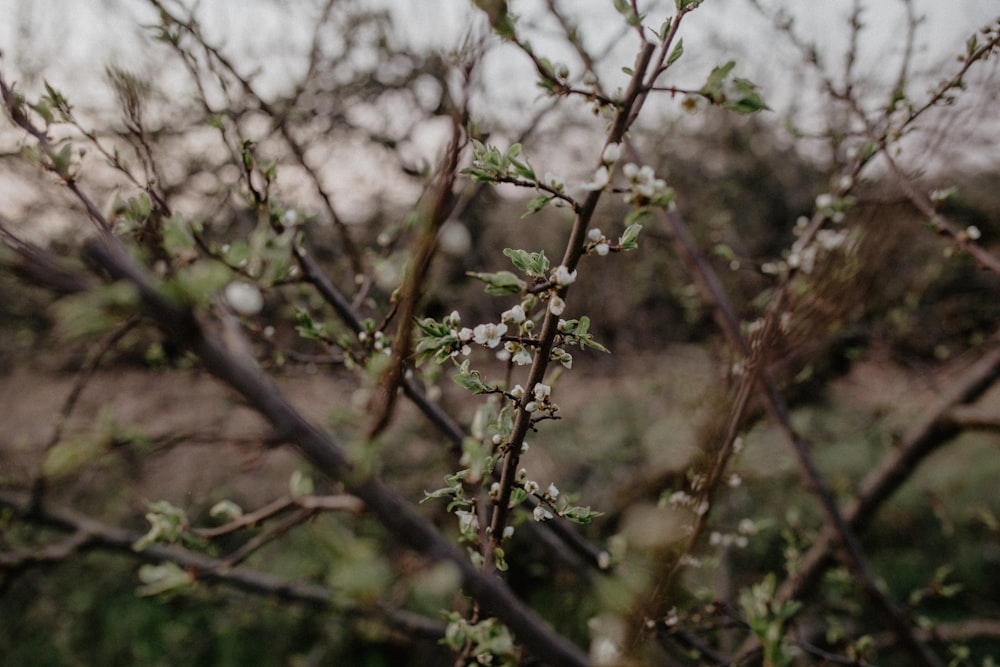 a close up of a tree with small white flowers