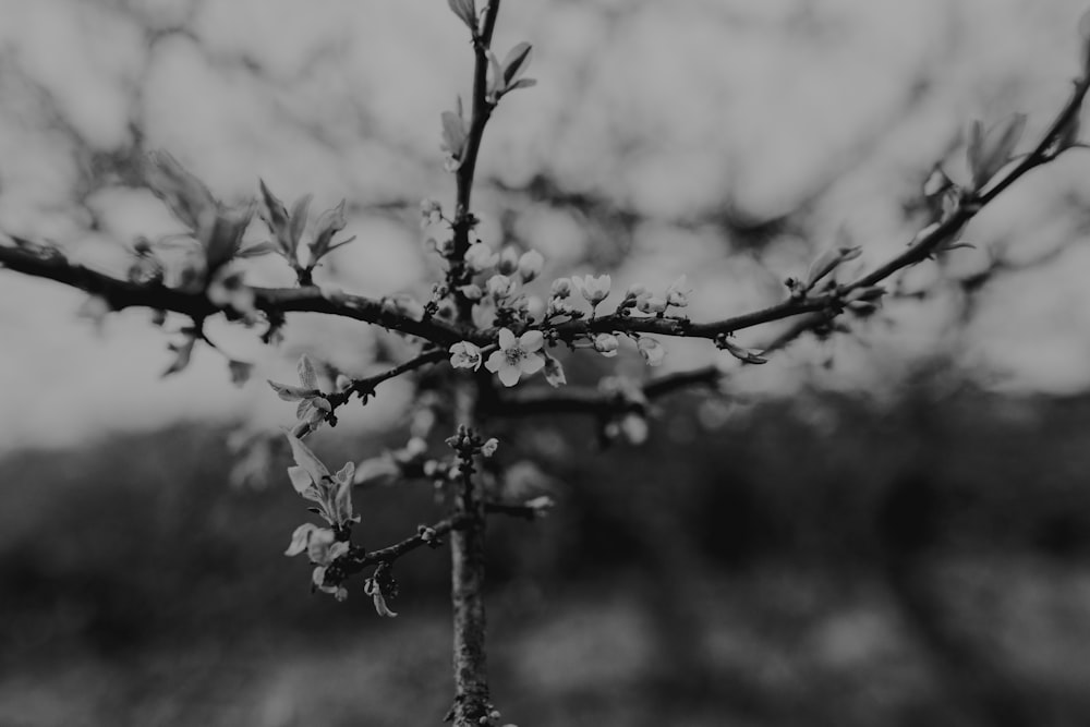 une photo en noir et blanc d’une branche d’arbre