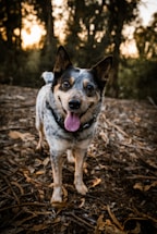 A friendly dog waiting for adoption in a sunny park.