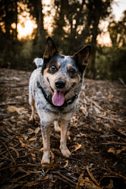 A friendly dog waiting for adoption in a sunny park.