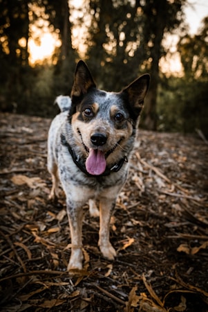 A friendly-looking dog stands on a forest floor covered in dried leaves, with a background of tall trees and warm light filtering through. The dog has a playful expression with its tongue out and ears perked up.