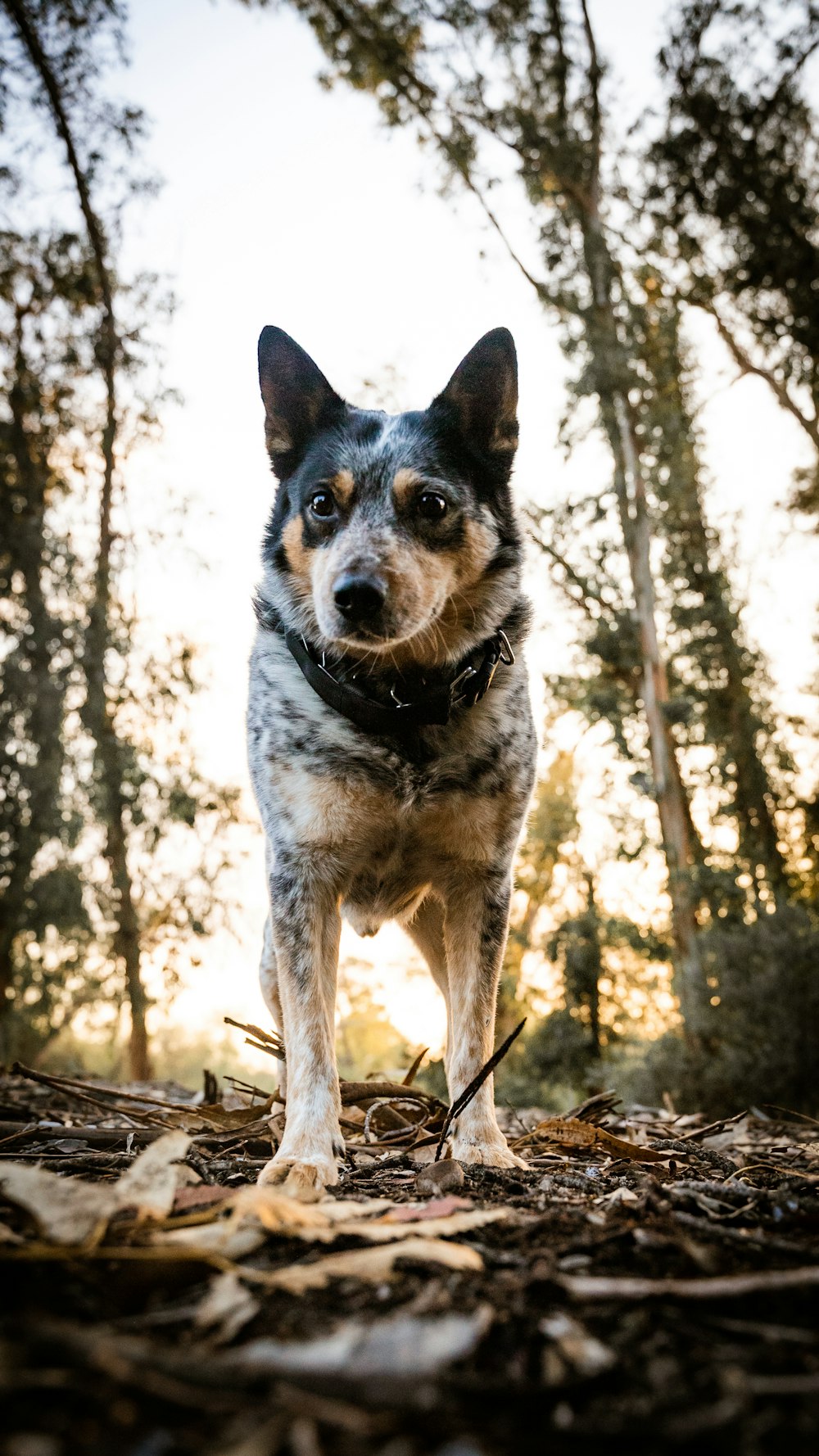 a dog standing in the woods looking at the camera