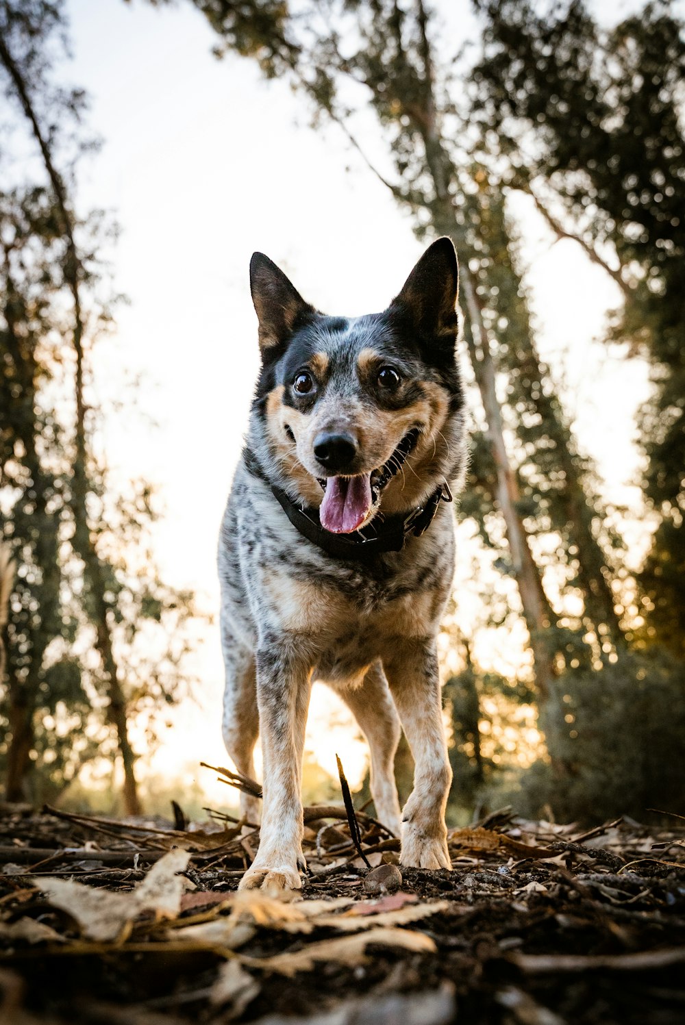 Un cane in piedi nel bosco con la bocca aperta