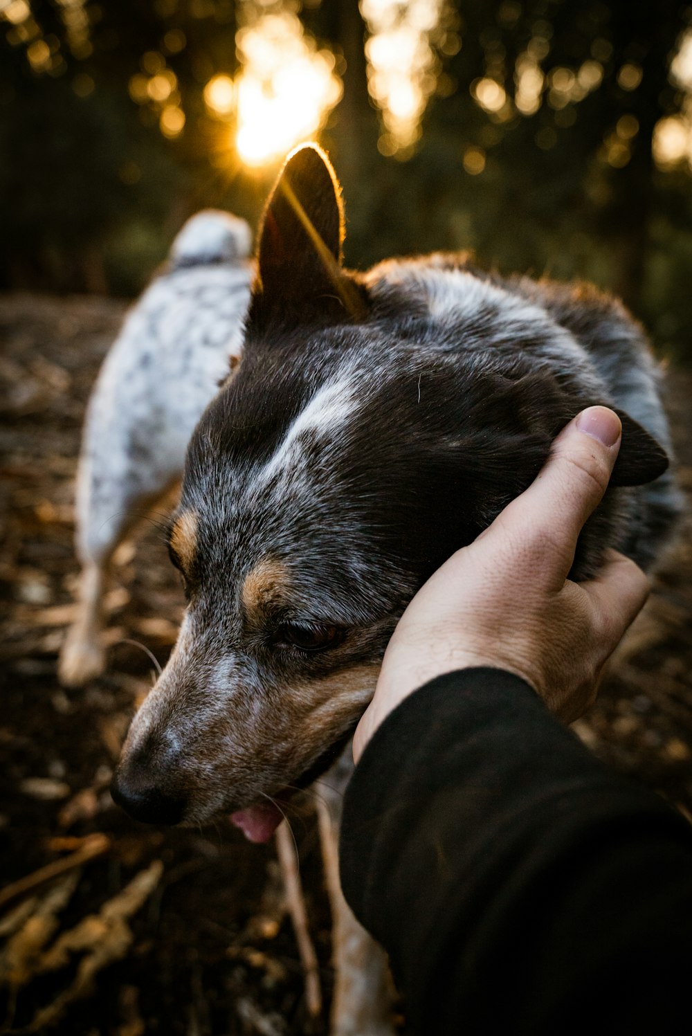 a dog is being petted by a person in the woods