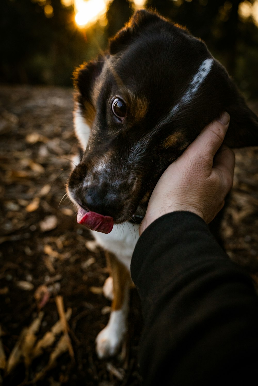 a person petting a small dog in the woods