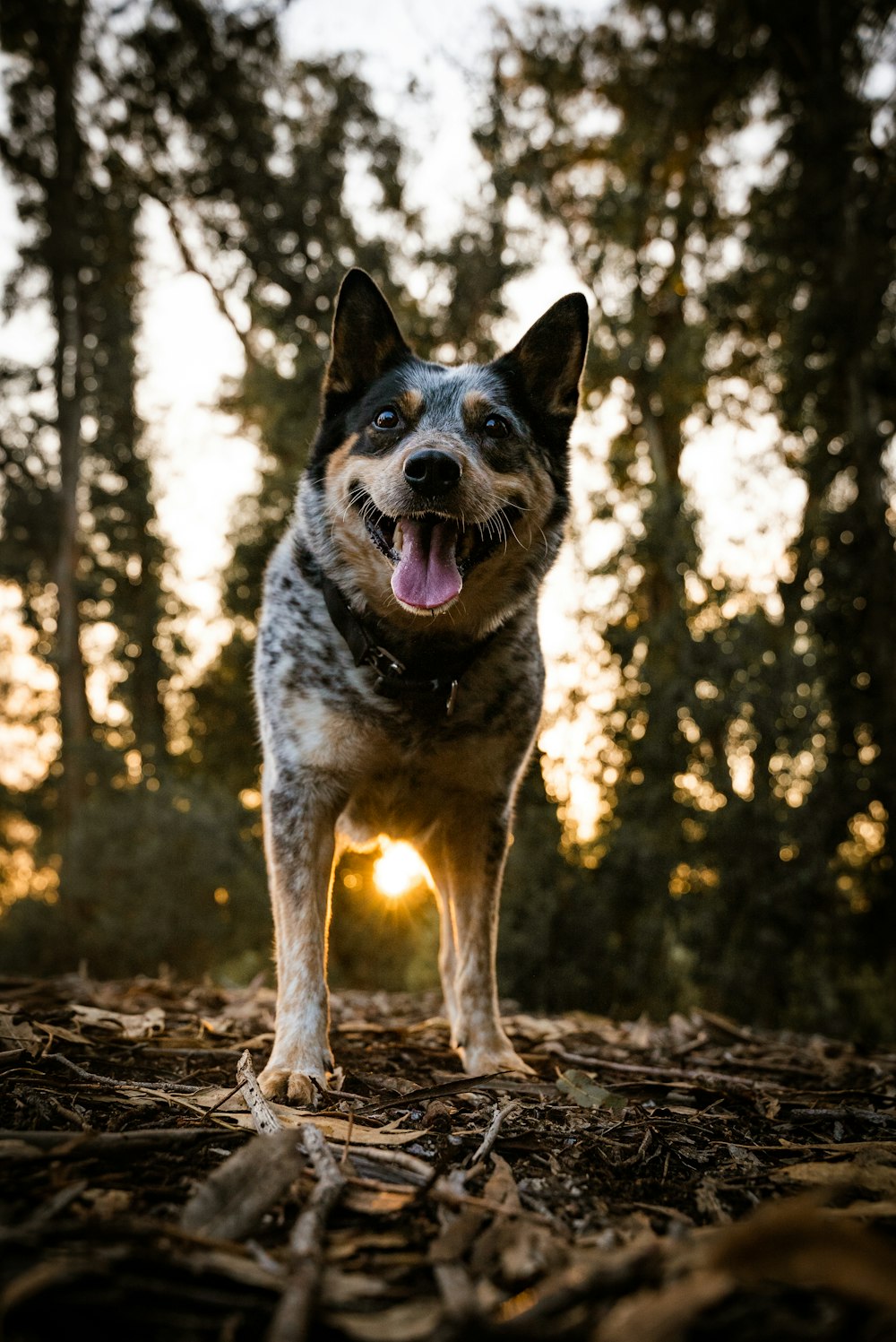 a dog standing in the middle of a forest