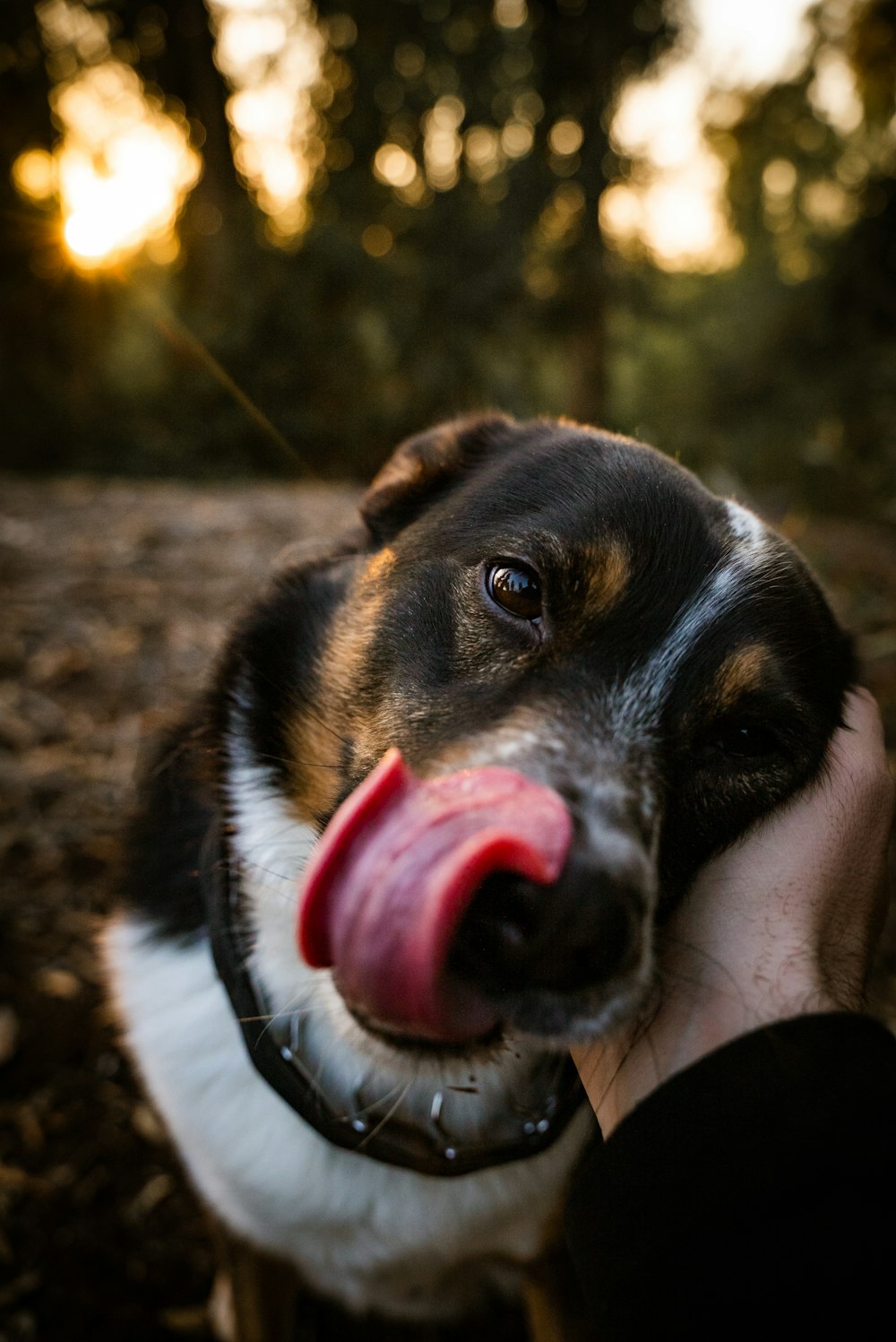 a close up of a person petting a dog