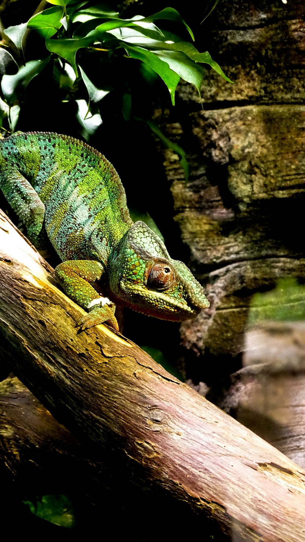 a green chamelon sitting on a tree branch