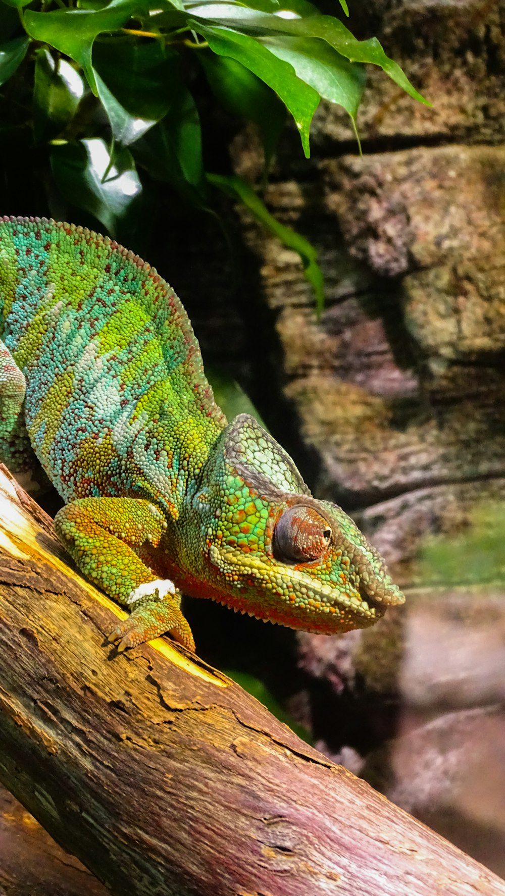 a green chamelon sitting on a tree branch