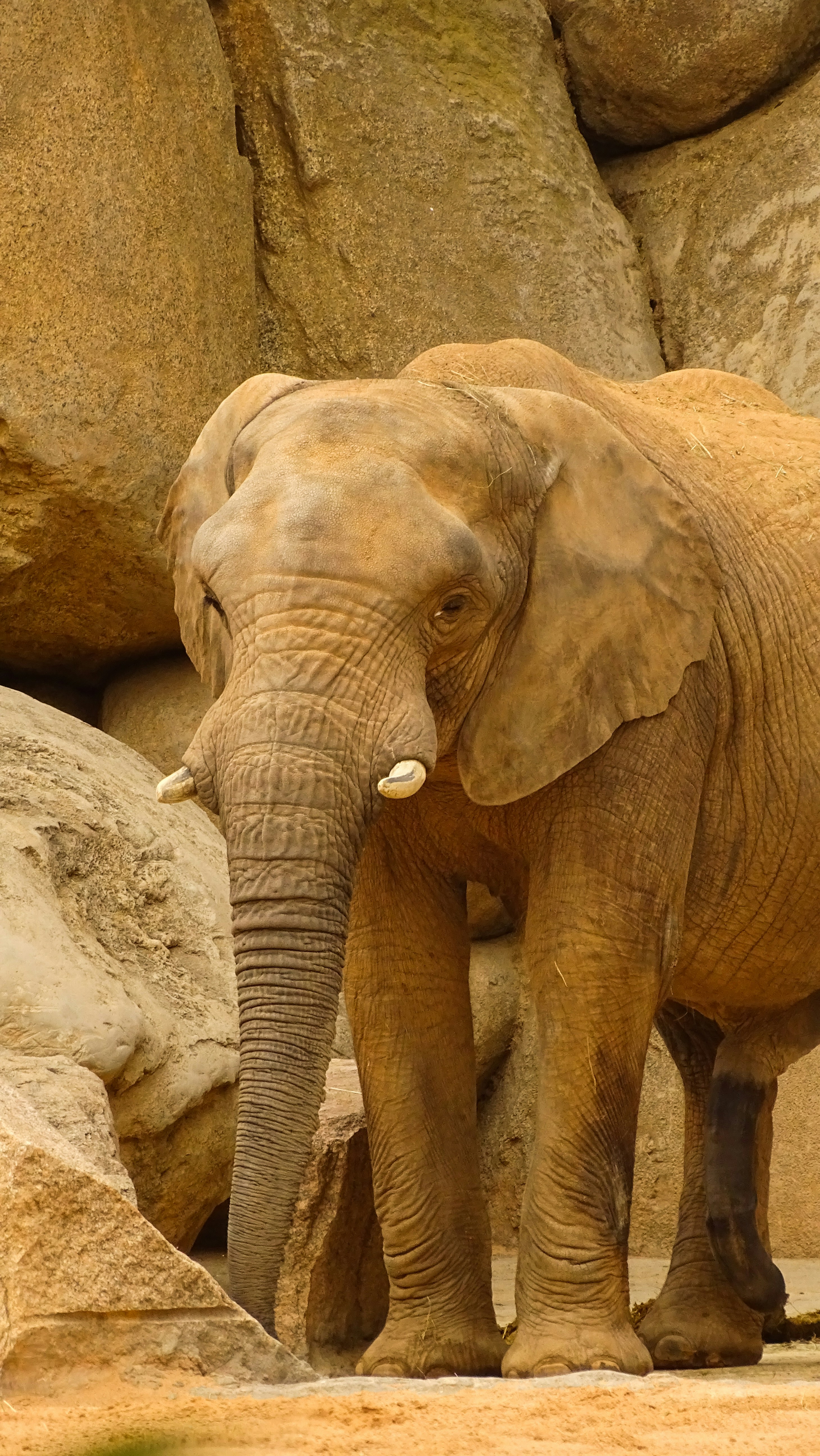 Bioparc Valencia photo 2