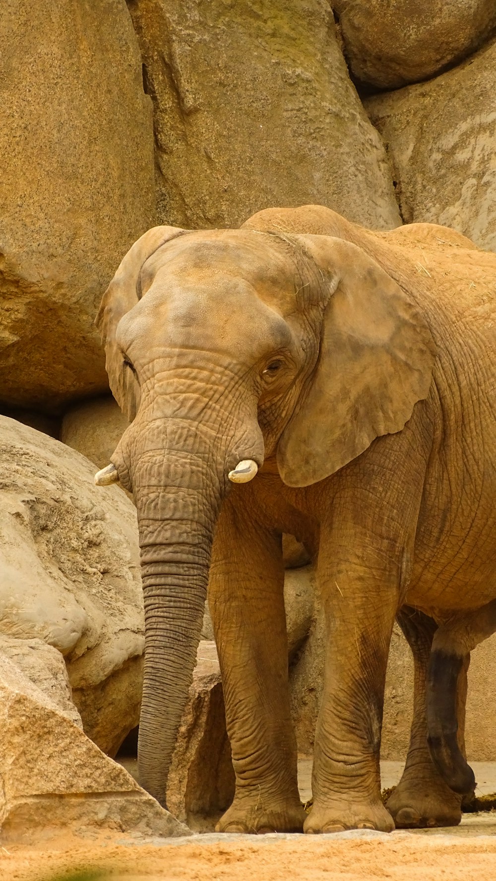 a large elephant standing next to a pile of rocks