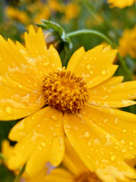 a yellow flower with water droplets on it