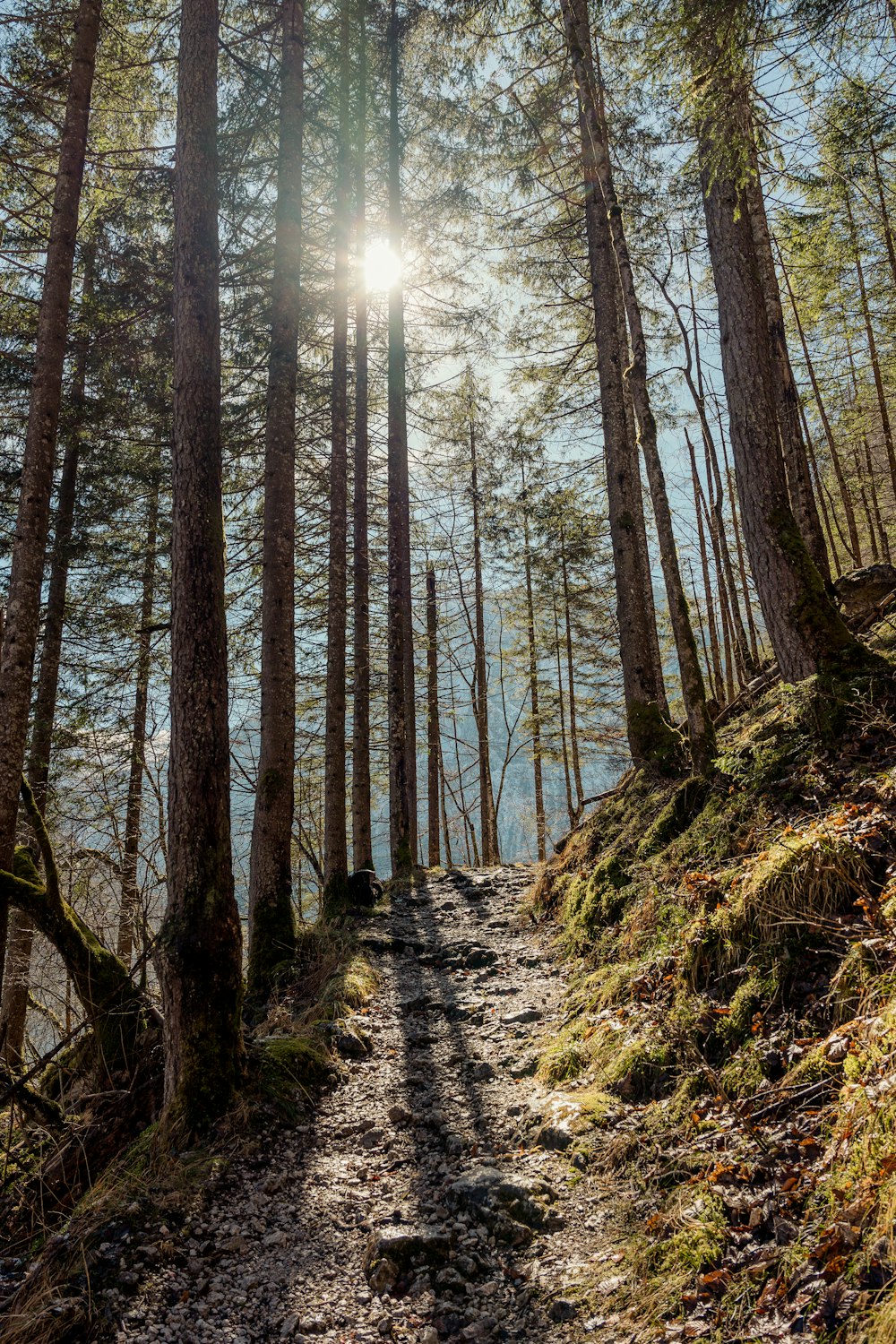 the sun shines through the trees on a trail