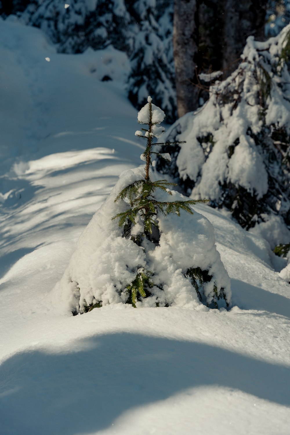 a small pine tree is covered in snow