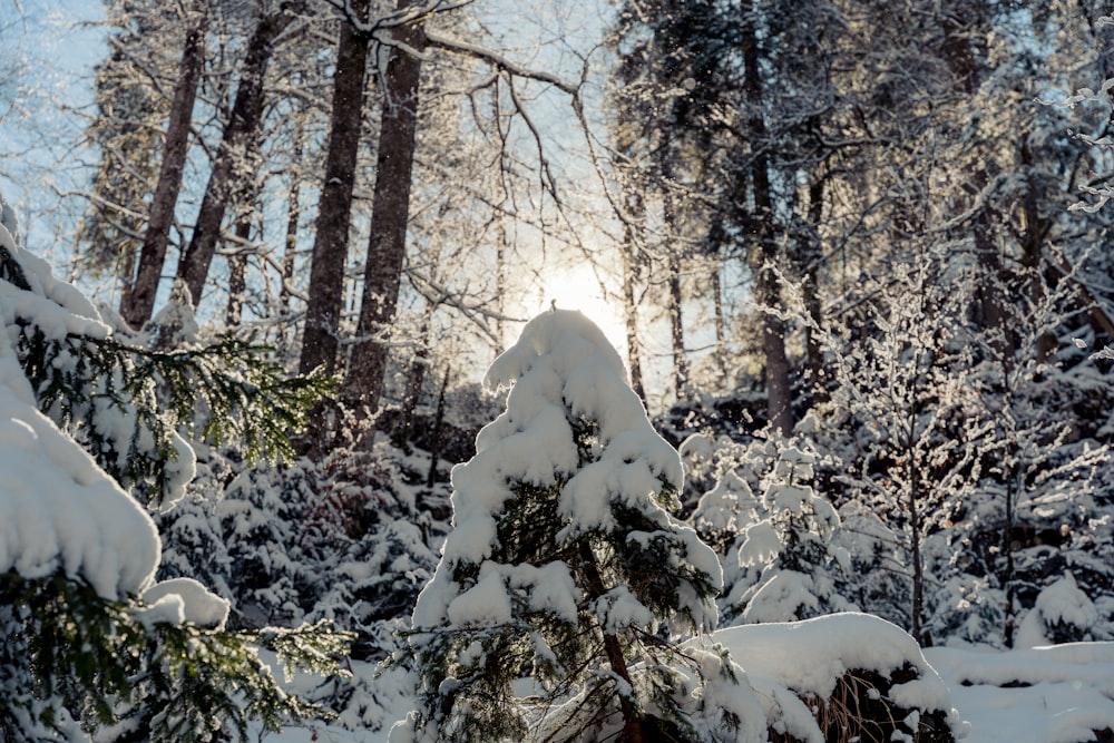 the sun shines through the trees in the snow