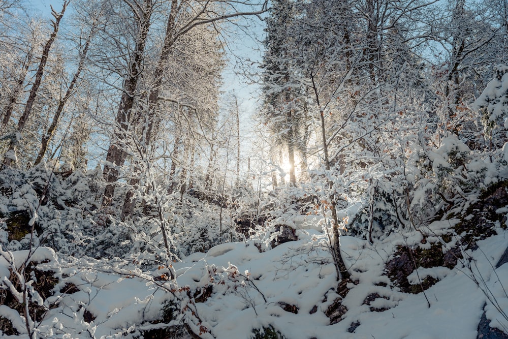 the sun is shining through the trees in the snow