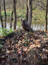 An owl camouflaged among fallen leaves and branches in a forest setting near a river. The background consists of bare trees with sparse foliage, hinting at a late autumn or early winter season. Sunlight filters through the trees, casting dappled light on the forest floor and the owl.