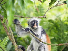 a monkey sitting on a tree branch in a forest