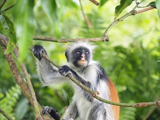 A monkey with distinctive black and white facial markings and a reddish patch on its back sits amid lush green leaves. It clutches a branch with both hands, appearing alert and thoughtful.