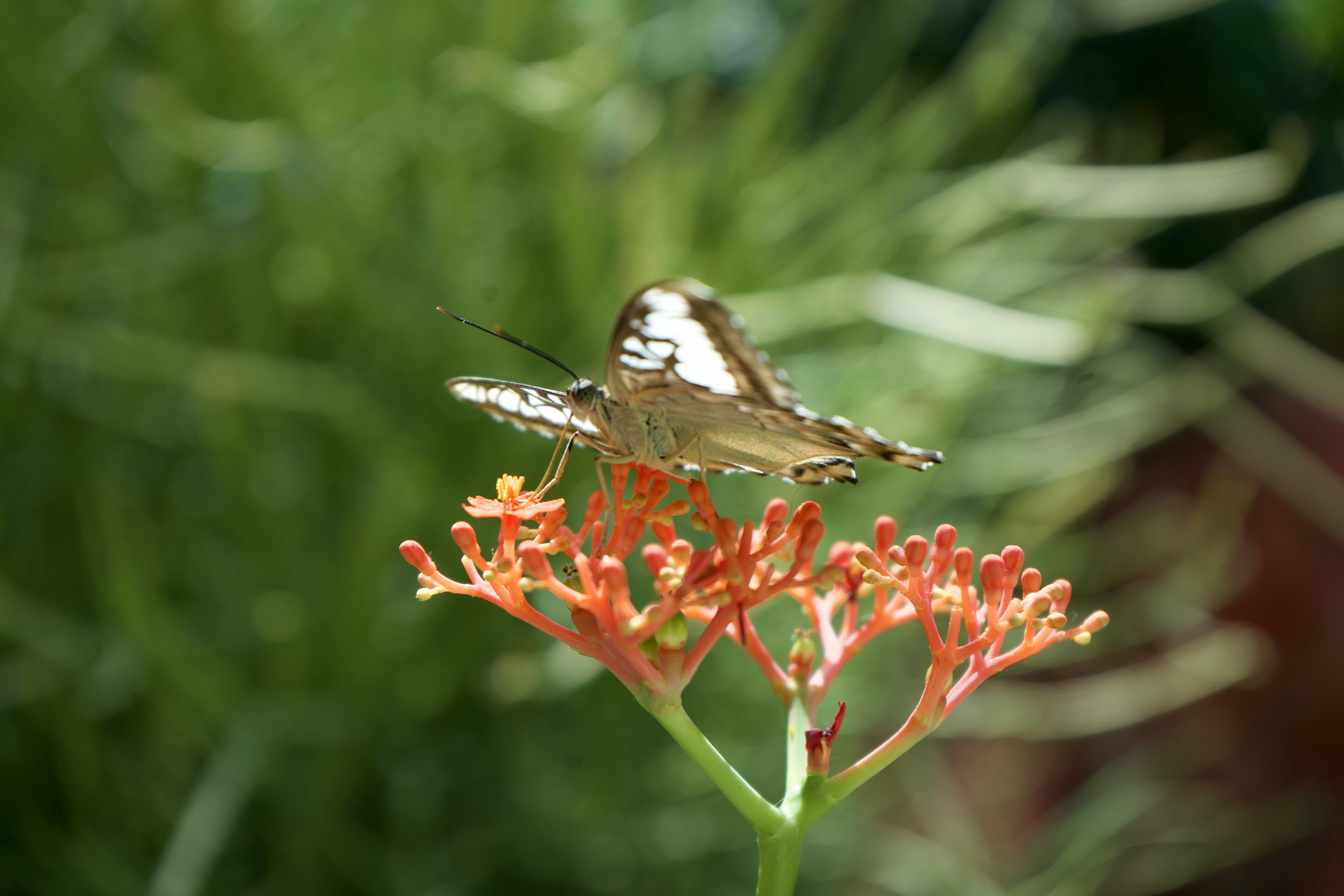 Photo by hannahslensphotography